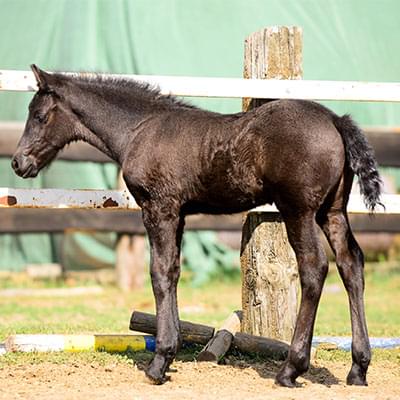czarny koń stojący na tle ogrodzenia